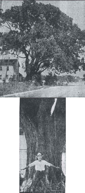 barcus_tree and ndbarcus.jpg